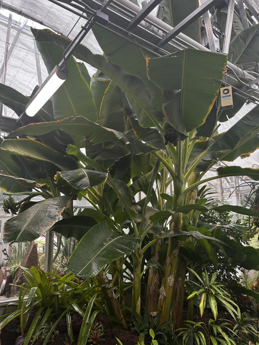 The banana trees tower over the rest of the fauna in the greenhouse.