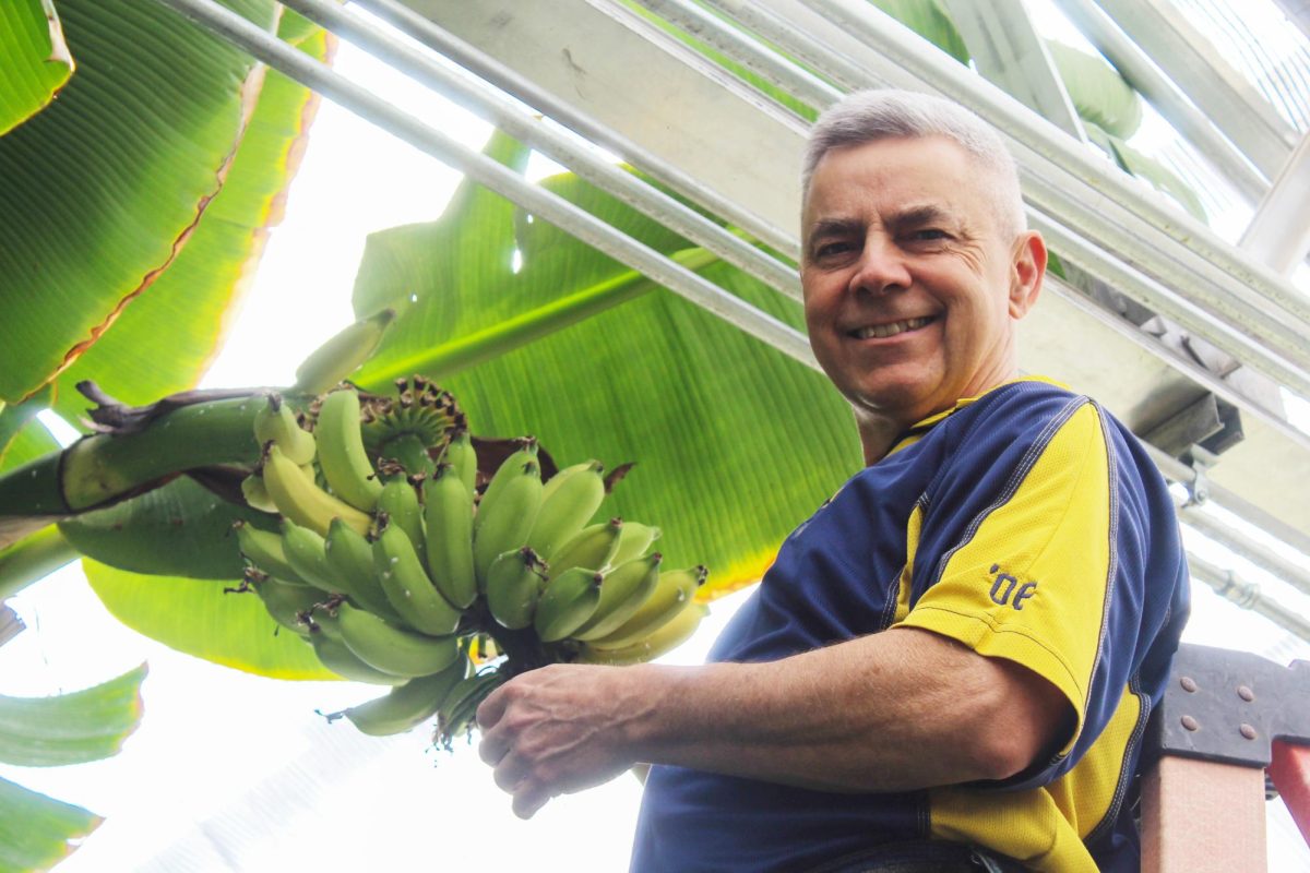 Northcut poses for a photo with Latundan bananas, also known as Apple Bananas, in the greenhouse.