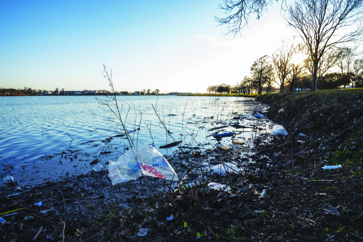 Heaps of plastic trash and litter blend in with the mounds of sticks and branches that fill up the shore of Bachman Lake.