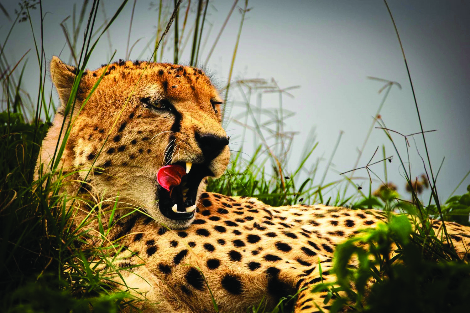Senior Max Bean’s photo of a yawning Cheetah, recently featured in one of the school’s galleries.